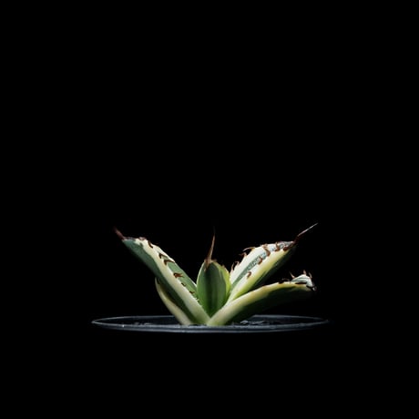 アガベ チタノタ スナグルトゥース / Agave titanota ‘Snaggle Tooth’ #1