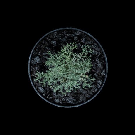 モンソニア ペニクリナム / Monsonia peniculina #14