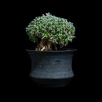トリコディアデマ デンサム / Trichodiadema densum #27