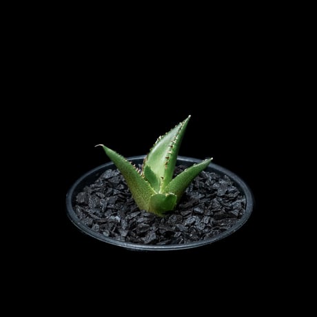 アガベ チタノタ ハデス / Agave titanota ‘Hades’ #3