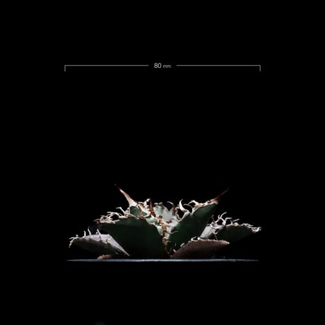 アガベ チタノタ シーザー / Agave titanota ‘Caesar’