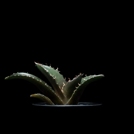 アガベ チタノタ 白鯨 / Agave titanota ‘White Whale’ #54