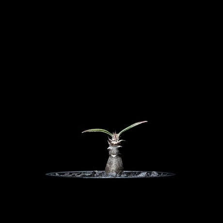 パキポディウム グラキリス / Pachypodium rosulatum var. gracilius #5