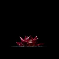 エケベリア ロメオ / Echeveria agavoides ‘Romeo’ #1