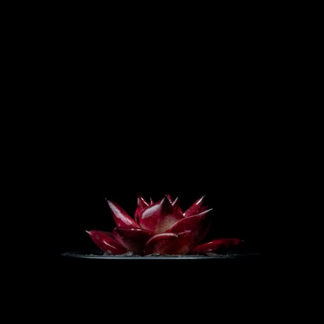 エケベリア ロメオ / Echeveria agavoides ‘Romeo’ #1