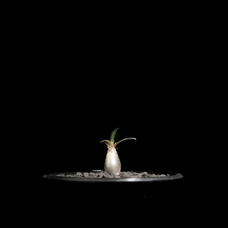 パキポディウム グラキリス / Pachypodium rosulatum var. gracilius #62