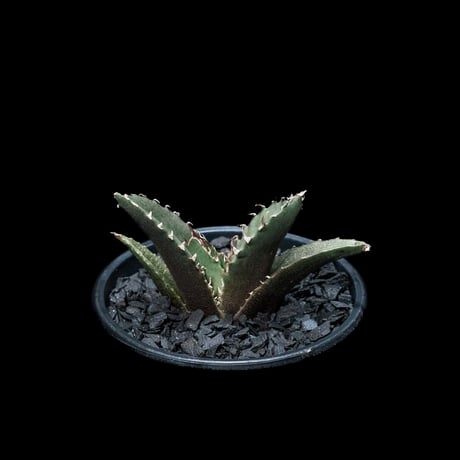 アガベ チタノタ 白鯨 / Agave titanota ‘White Whale’ #16