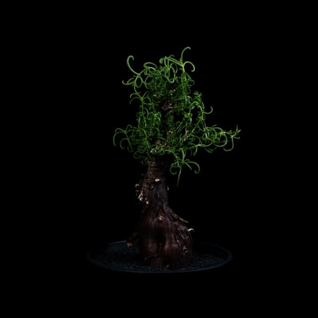 メストクレマ アルボリフォルメ / Mestoklema arboriforme