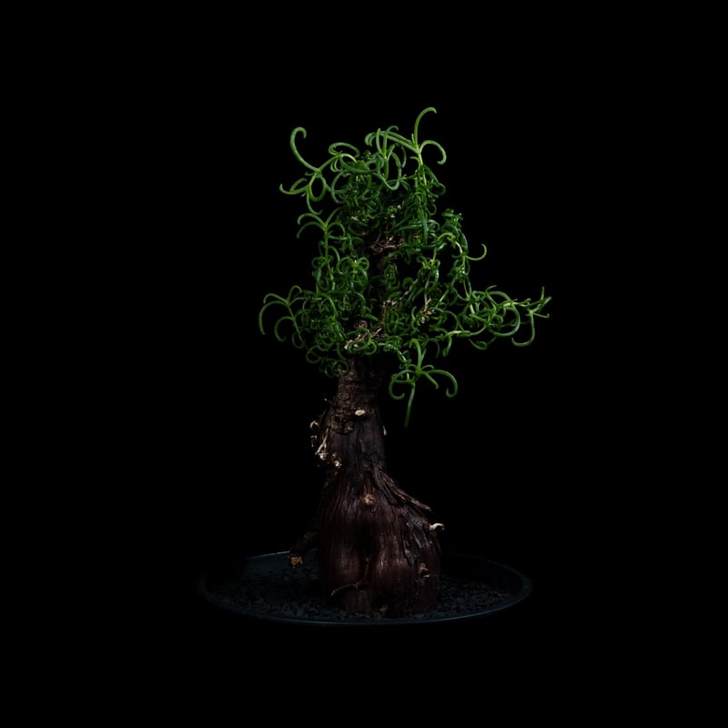 メストクレマ アルボリフォルメ / Mestoklema arboriforme | Duck