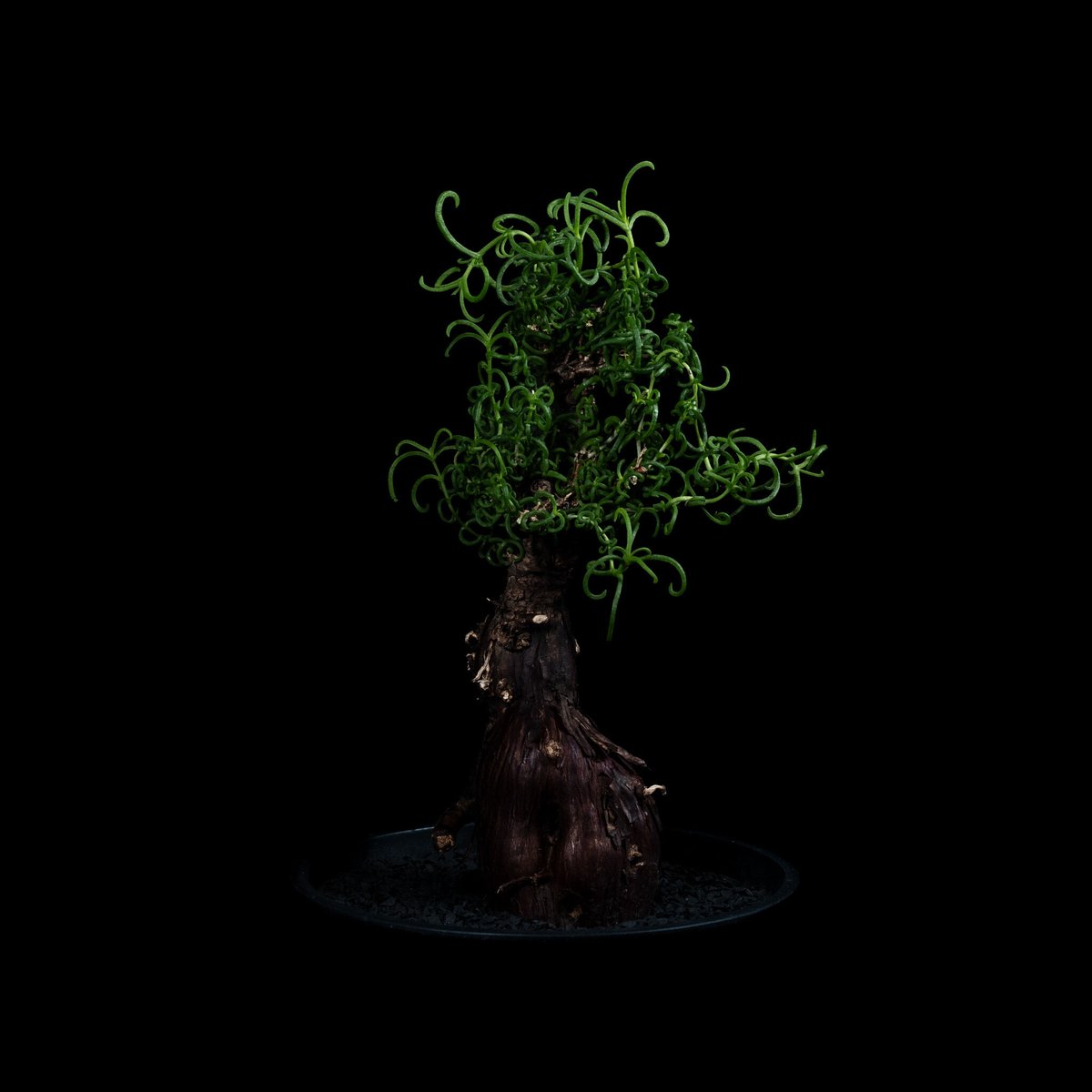 K*O様 メストクレマ★アルポリフォルメ★塊根植物★コーデックス★発根済み鉢ごと メストクレマ アルボリフォルメ / Mestoklema arboriforme no.51