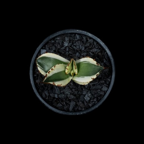 アガベ チタノタ スナグルトゥース / Agave titanota ‘Snaggle Tooth’ #1