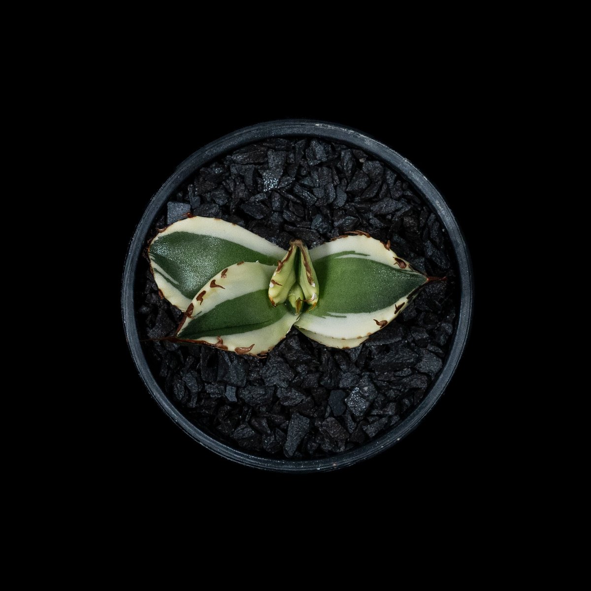 アガベ チタノタ スナグルトゥース / Agave titanota 'Snaggle アガベ チタノタ スナグルトゥース / Agave titanota 'Snaggle
