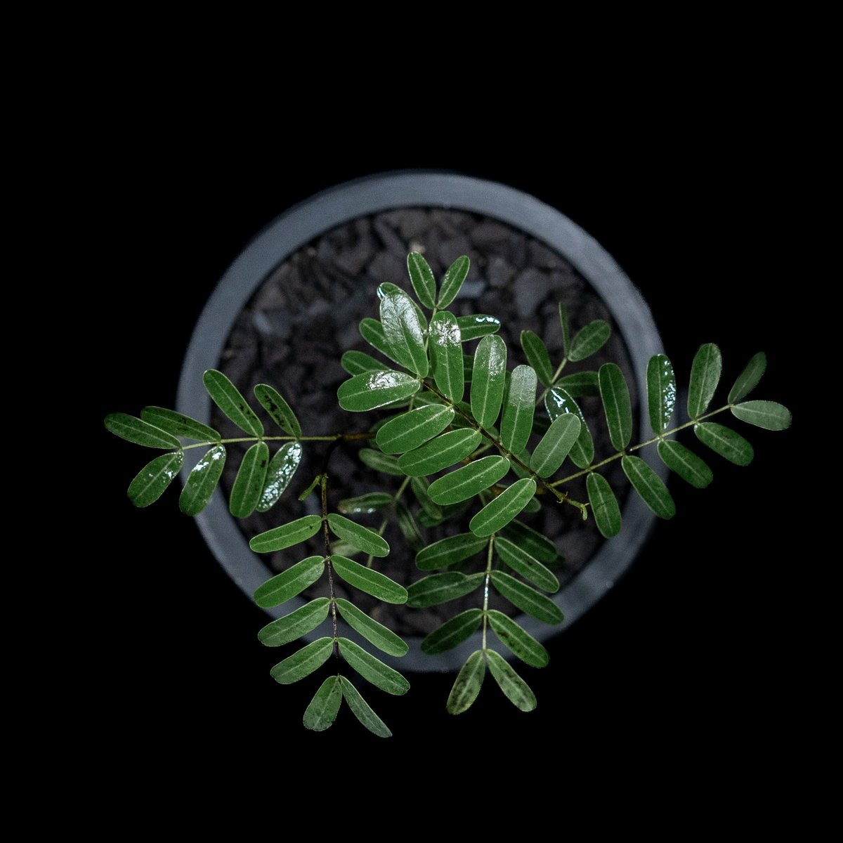 センナ メリディオナリス / Senna meridionalis #6 | Ducks (