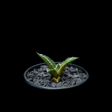 アガベ チタノタ 南アフリカダイヤモンド / Agave titanota ‘South Africa Diamond’ #3