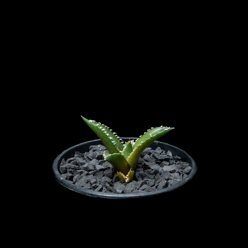 5/28までの出品です。アガベチタノタ　南アフリカダイヤモンド　親株 アガベチタノタ南アフリカダイヤモンド | STORES