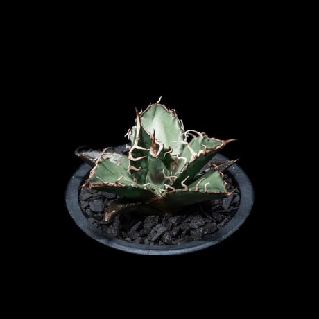 アガベ チタノタ シーザー / Agave titanota ‘Caesar’ #7