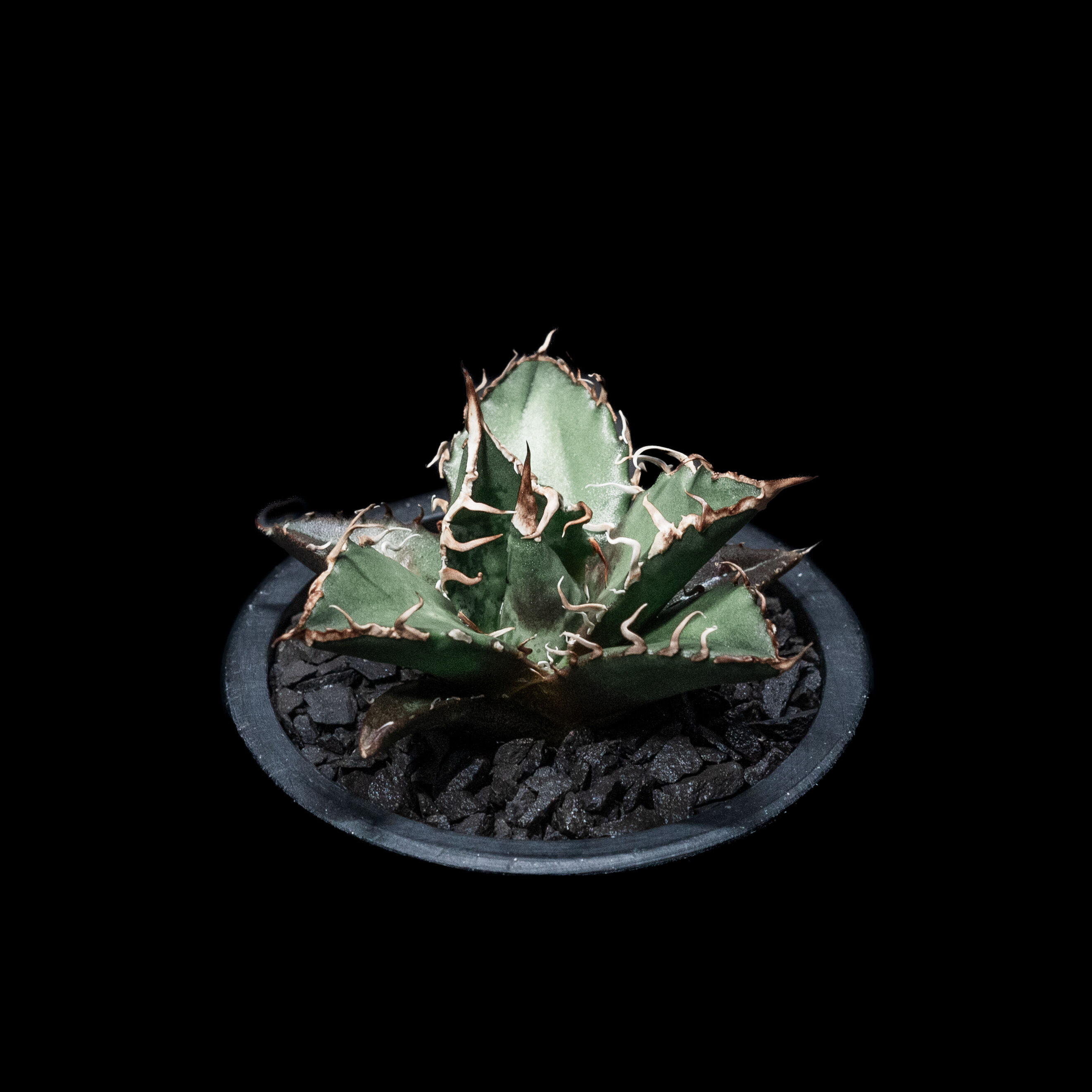 アガベ チタノタ シーザー / Agave titanota 'Caesar' #7 | Du