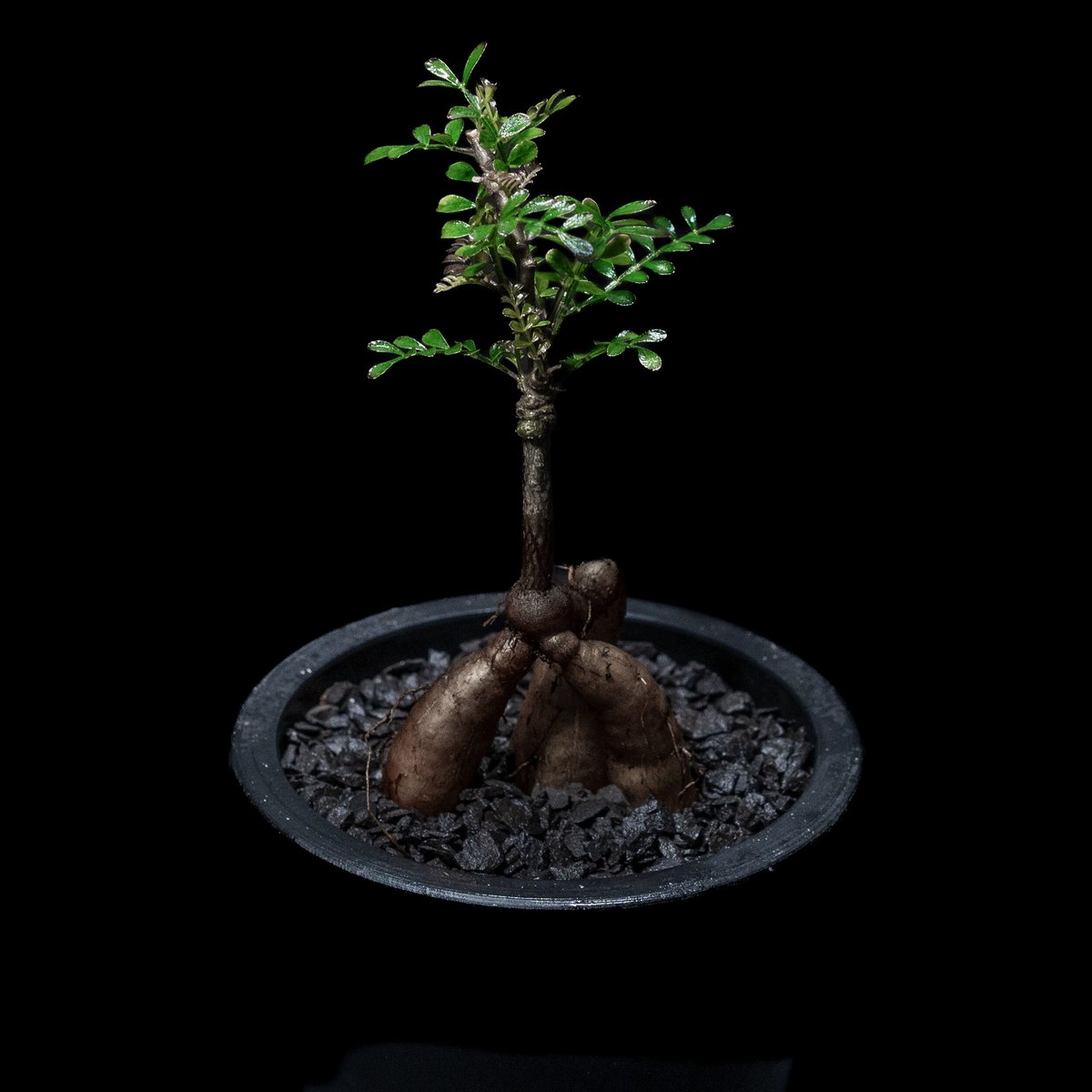 オペルクリカリア パキプス / Operculicarya pachypus #7 | Du