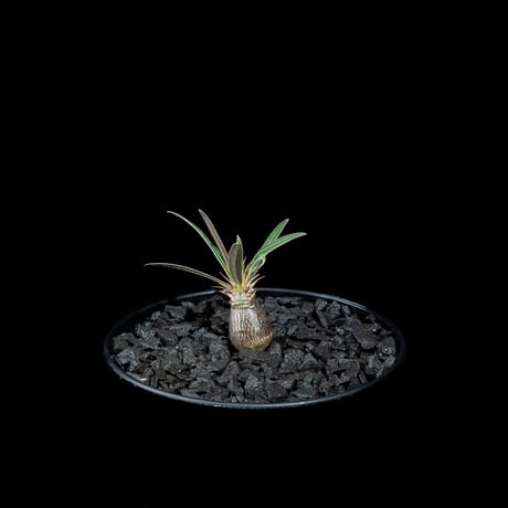 パキポディウム グラキリス / Pachypodium rosulatum var. gracilius #51