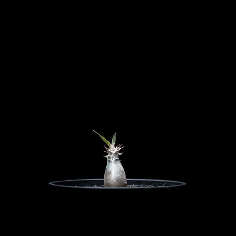 パキポディウム グラキリス / Pachypodium rosulatum var. gracilius #9