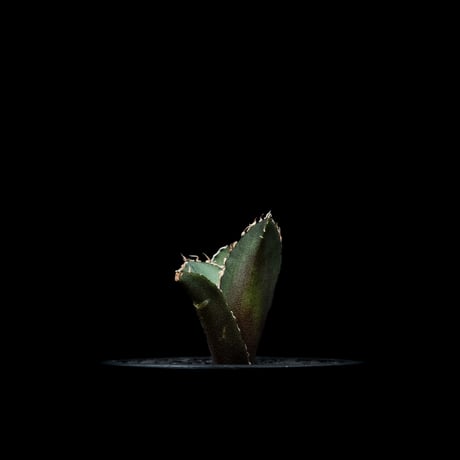 アガベ チタノタ 白鯨 / Agave titanota ‘White Whale’ #80