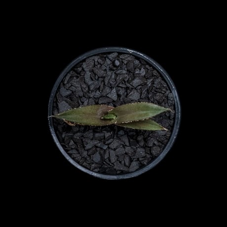 アガベ チタノタ 黒豹・ダイヤモンド / Agave titanota ‘Black Panther’ #1
