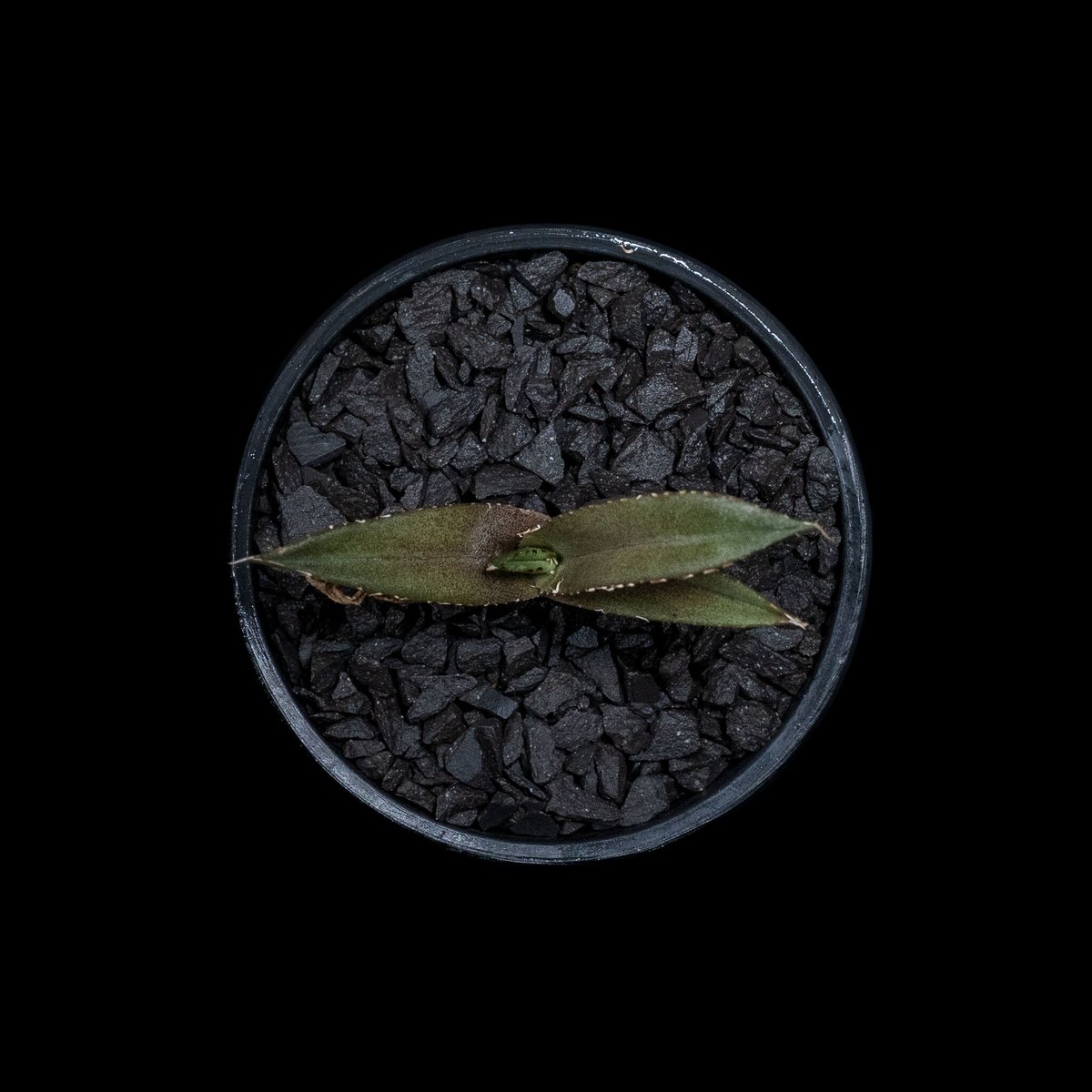 アガベ チタノタ 黒豹・ダイヤモンド / Agave titanota 'Black