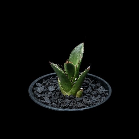 アガベ チタノタ 魚刺 / Agave titanota ‘Fish Spine’ #5