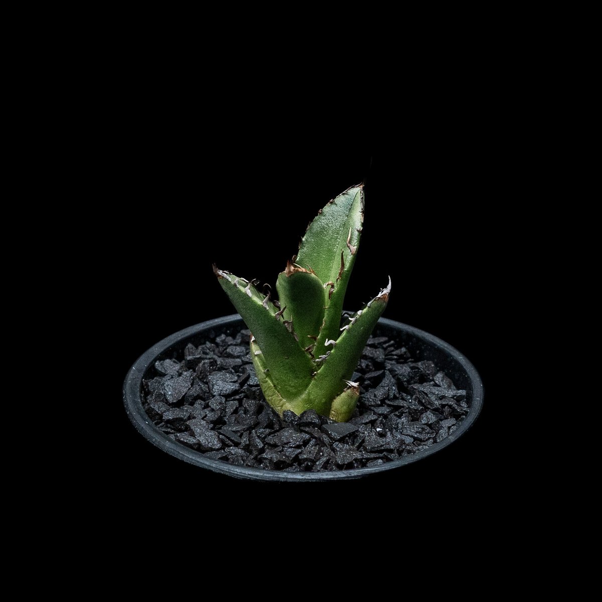 アガベ チタノタ 魚刺 / Agave titanota 'Fish Spine' #5 |