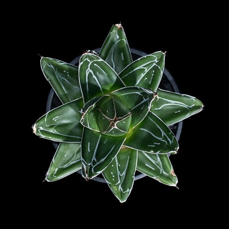 アガベ 笹の雪 D型 / Agave victoriae-reginae #15