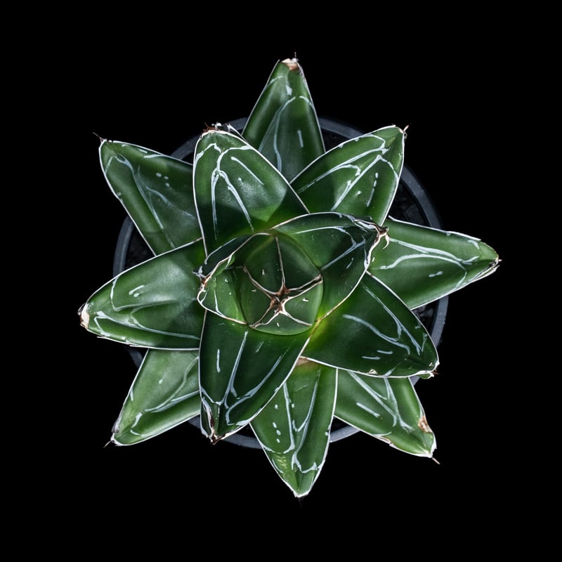 アガベ 笹の雪 D型 / Agave victoriae-reginae #15 | Duck