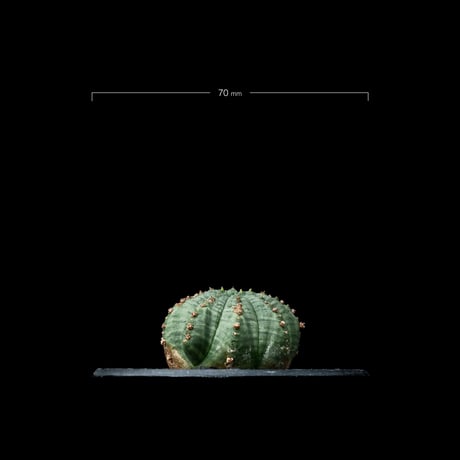 ユーフォルビア シンメトリカ (カキ仔) / Euphorbia obesa ssp. symmetrica #8