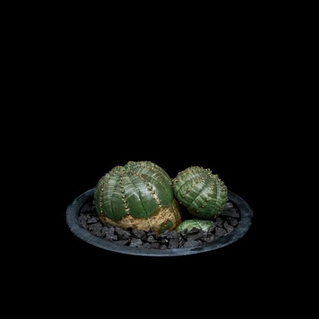 ユーフォルビア オベサ [多頭タイプ] / Euphorbia obesa f.caespitosa #11