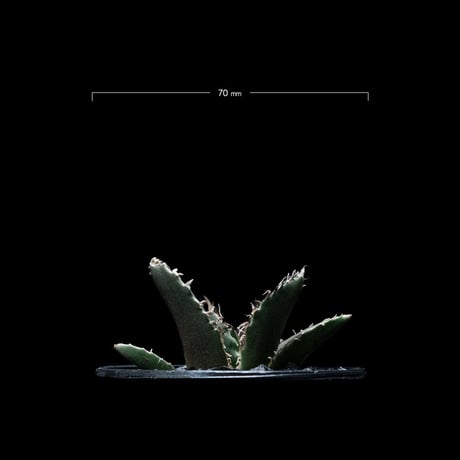 アガベ チタノタ 白鯨 / Agave titanota ‘White Whale’ #18