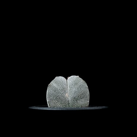 アストロフィツム 恩塚鸞鳳玉 / Astrophytum myriostigma ‘Onzuka’ #1