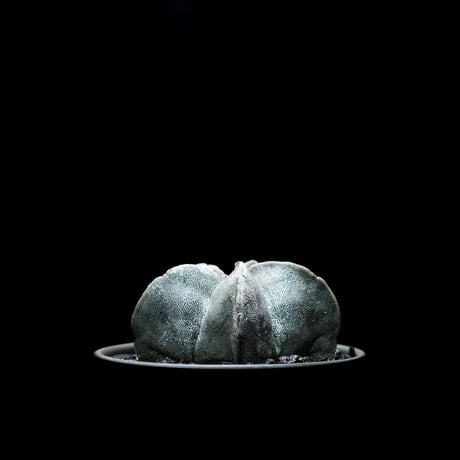 アストロフィツム 鸞鳳玉 / Astrophytum myriostigma