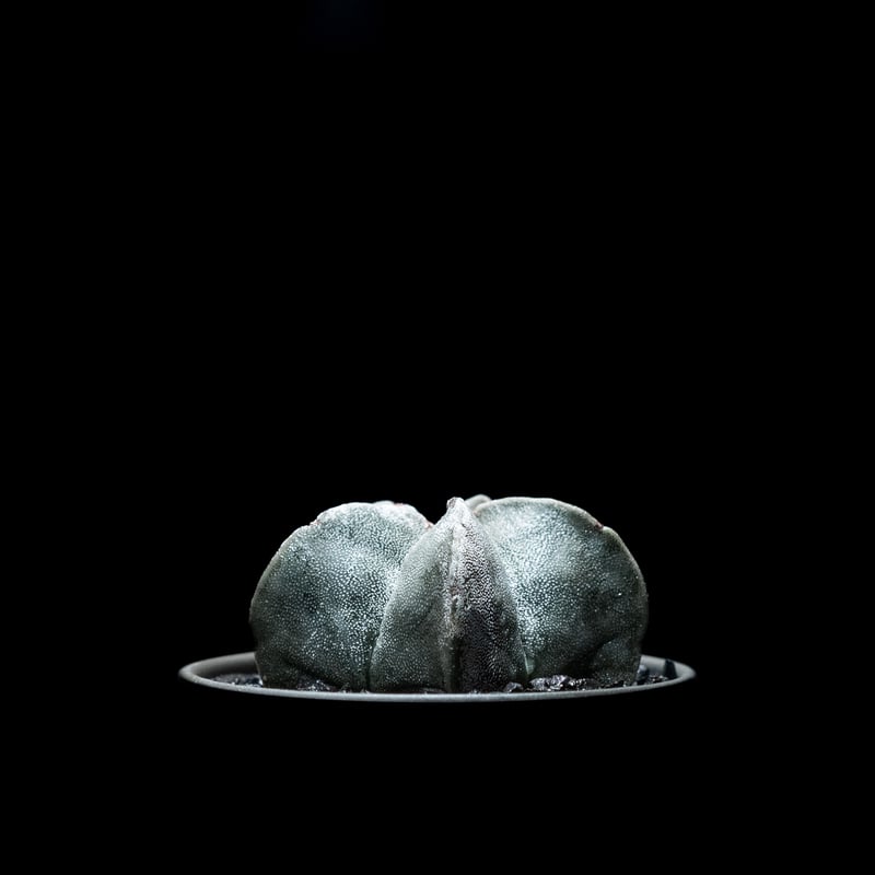 アストロフィツム 鸞鳳玉 / Astrophytum myriostigma | Ducks