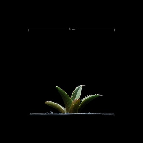 アガベ チタノタ シーザー / Agave titanota ‘Caesar’ #11
