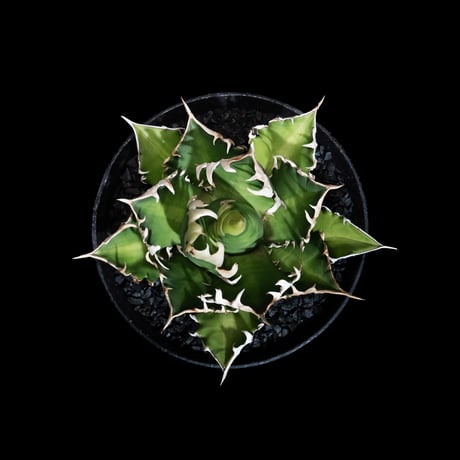 アガベ チタノタ レッド・キャットウィーズル  / Agave titanota ‘Red Catweazle’ #18