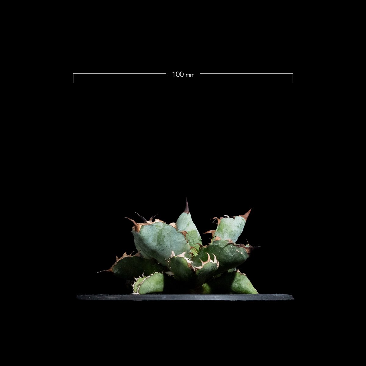 アガベ チタノタ ブラック&ブルー / Agave titanota 'Black & Blu