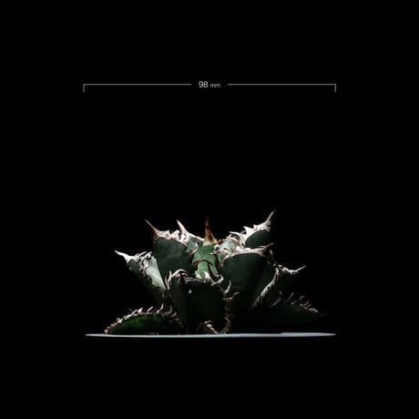 アガベ チタノタ レッド・キャットウィーズル  / Agave titanota ‘Red Catweazle’ #2