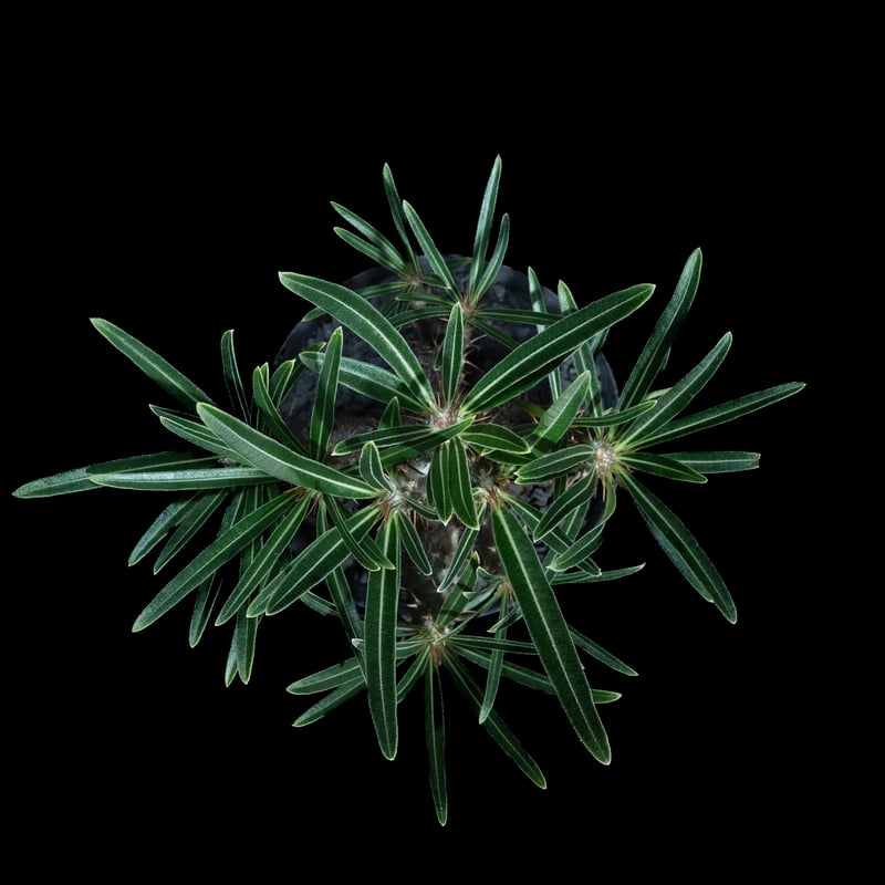 パキポディウム グラキリス / Pachypodium rosulatum var. grac