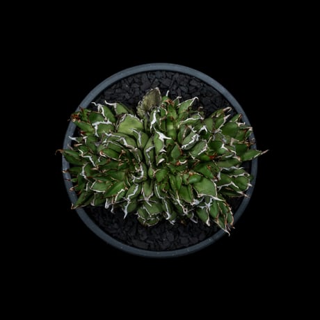 アガベ チタノタ フィリグリーデビル (綴化拇指) / Agave titanota ‘Filigree Devil’ #1