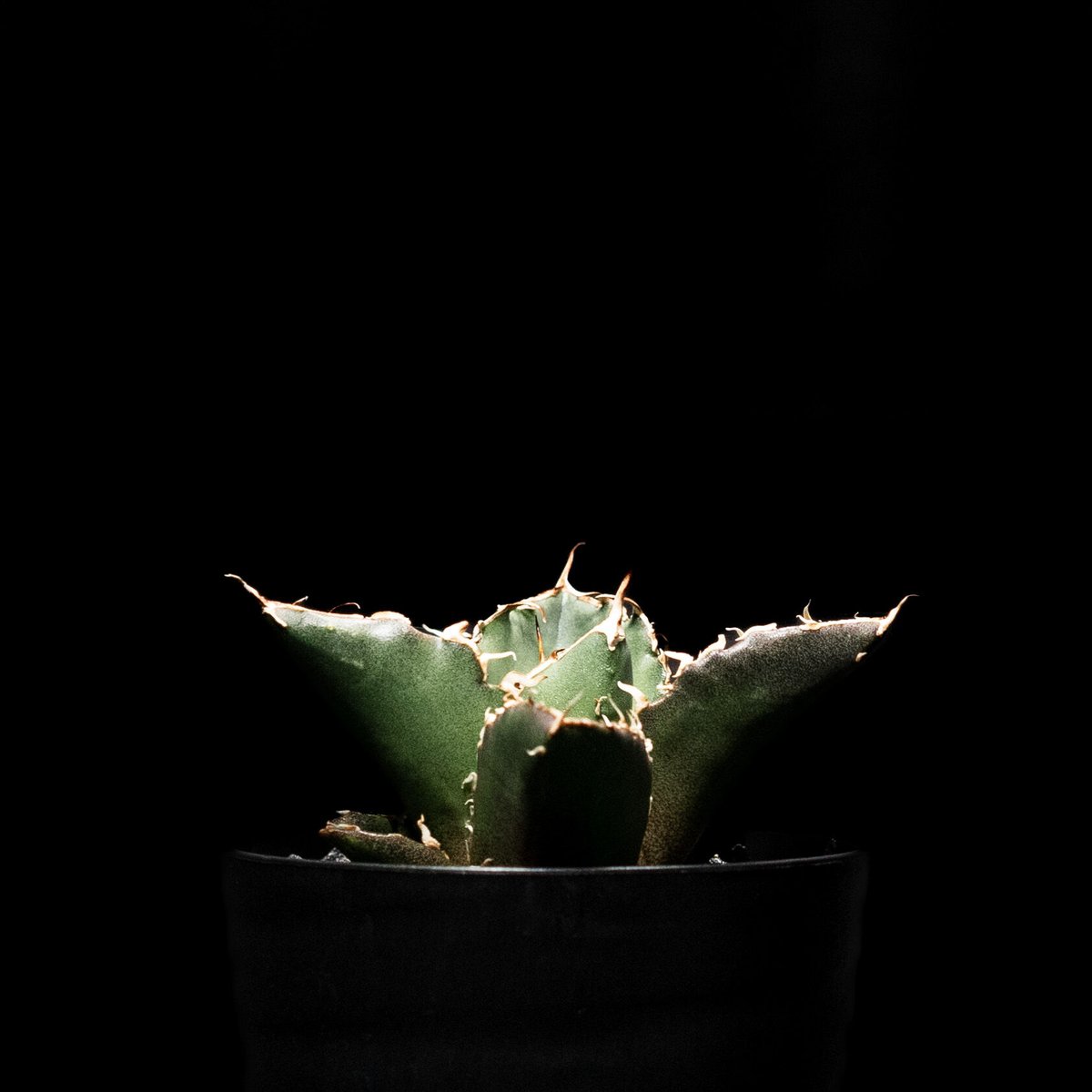 アガベ チタノタ 白鯨 / Agave titanota 'White Whale' #2 |