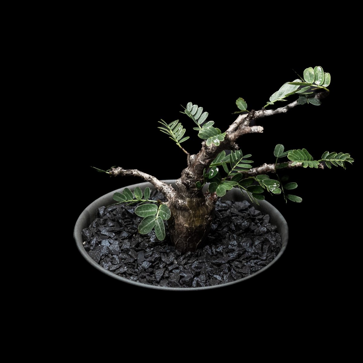 センナ メリディオナリス / Senna meridionalis #2 | Ducks (