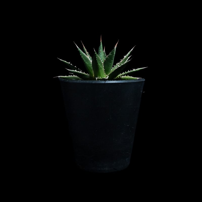 アガベ ホリダ / Agave horrida ssp. horrida #1 | Ducks