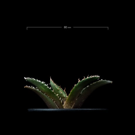 アガベ チタノタ 白鯨 / Agave titanota ‘White Whale’ #81