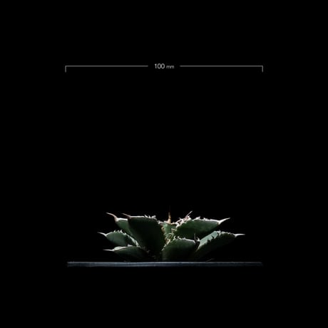 アガベ チタノタ 海王 / Agave titanota ‘Sea King’ #1