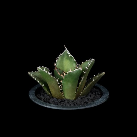 アガベ チタノタ 白鯨 / Agave titanota ‘White Whale’ #76