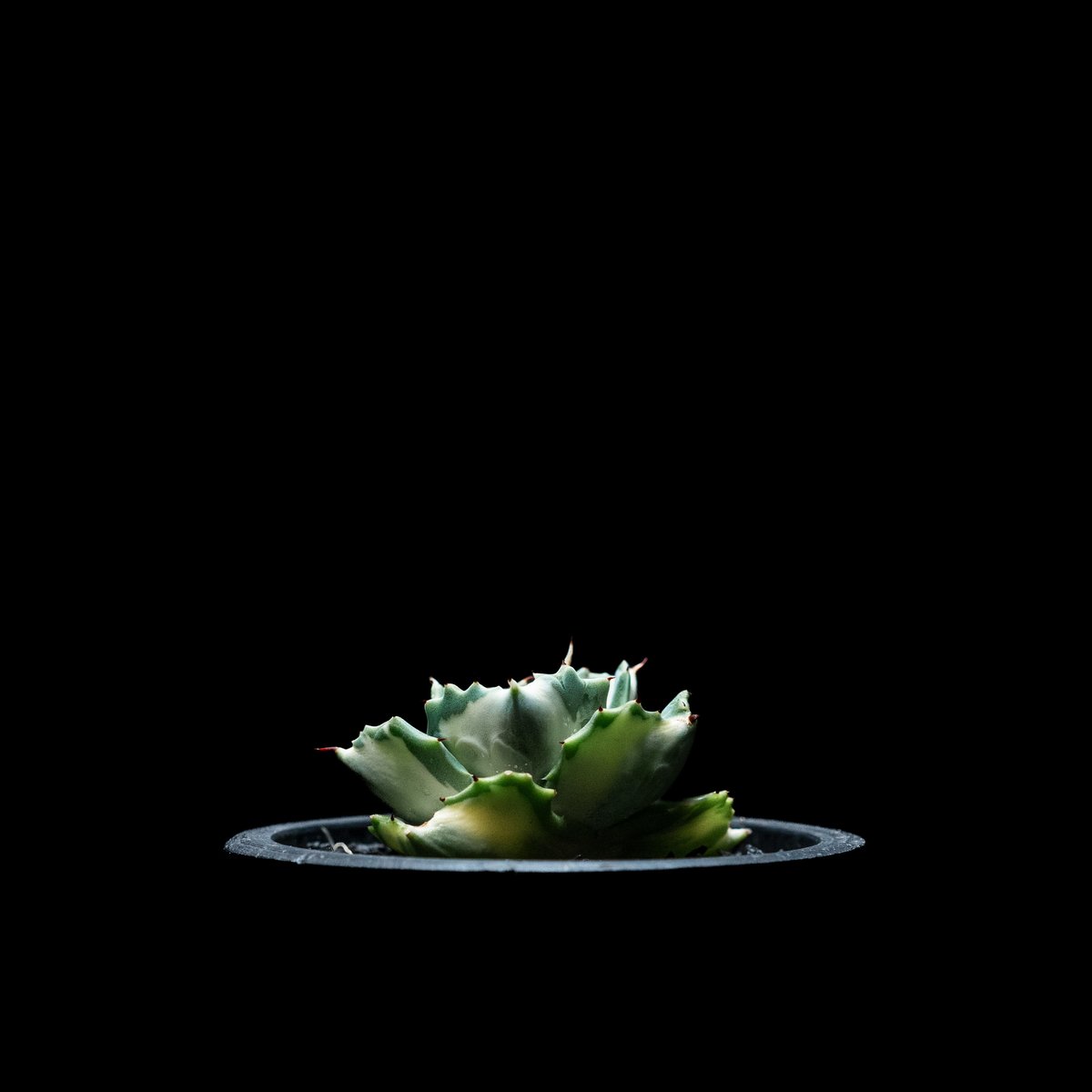 アガベ 雷神 開花前(yui) アガベ 雷神 開花前(yui) アガベ 雷神